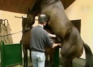 Horny horses enjoying hardcore sex