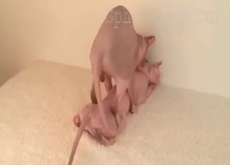 Sphynx fuck scene with cats that enjoy fucking