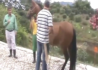 Brown mare may be pregnant, so he examines her vag