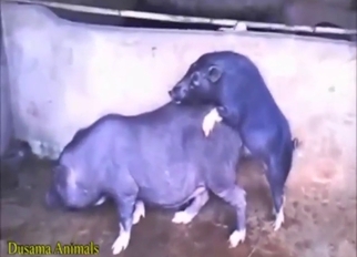 Smoking hot pig-on-pig fuck scene with gape