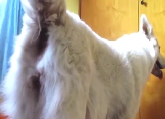 Hot-ass dog fucked from behind passionately