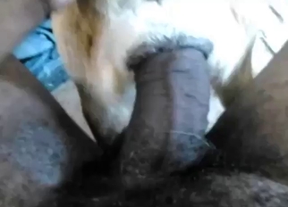 Rough POV fuck for a submissive canine animal