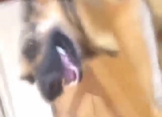 German Shepherd cunt gets fingered silly