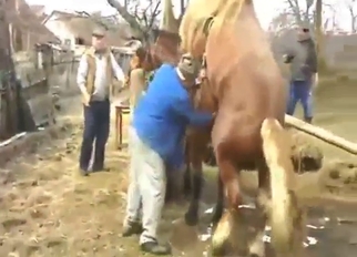 Brown horse and another brown horse fucking