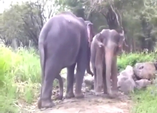 Beastly banging with two HUGE animals here