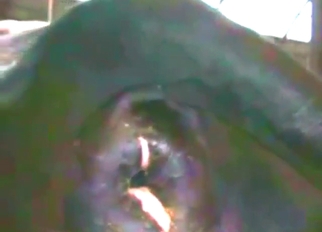 Zoo XXX movie with a cow that looks so hot