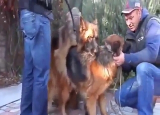 Zoo XXX scene with two dogs mating real hard