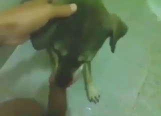 This dog loved to get fucked, see how it takes it