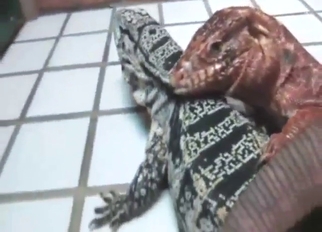 Nobody can do it better than fucking lizards