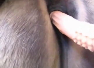 Bestiality porn with horse pussies, looks HOT