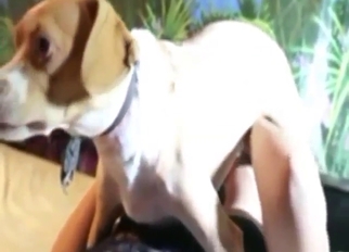 Webcam-girl shows how she sucks dog dick