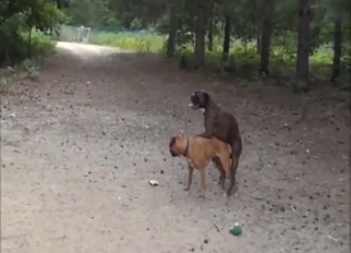 Outdoor dog sex scene with public pleasures