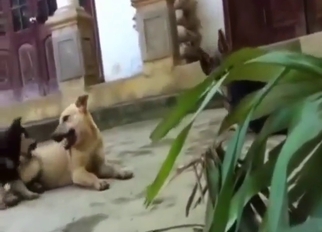 Bareback dog-on-dog fucking recorded outdoors