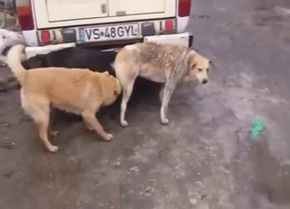 Every zoophile deserves to see such dog fucking