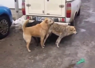 Every zoophile deserves to see such dog fucking