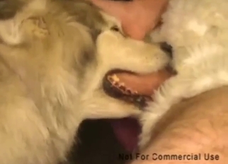 Sensual teacher teaches this dog how to deepthroat