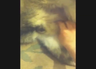 Hot beast is going to enjoy nice handjobs in POV