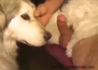 Taboo zoophile porn with a dude gaping dog