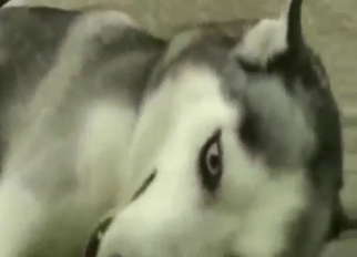 Husky is going to get fucked by a horny guy