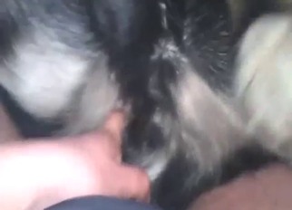 Zoo sex gets a extreme with that boner