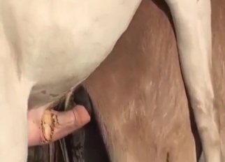 White stallion maiming that brown mare cunt