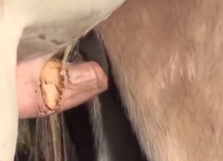 White stallion maiming that brown mare cunt