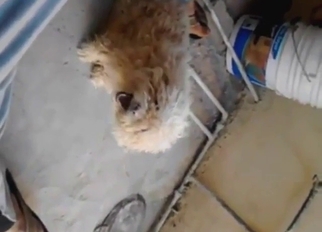 Guy shows what this beast is happy to do