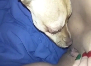 Bitch-ass animal is licking that pussy real hard