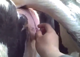 Cow is moaning during hardcore fingering