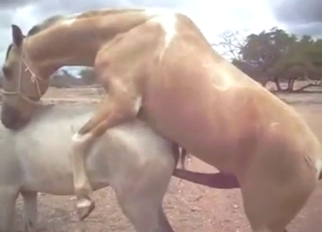 Horse sex scene with foreplay and orgasms