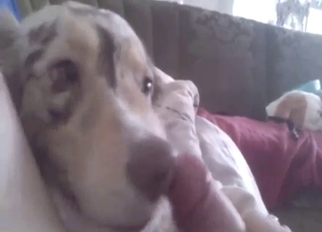 Dude is going to let this dog lick his boner too