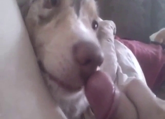 Dude is going to let this dog lick his boner too