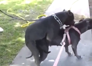 Two animals choose to mate outside today