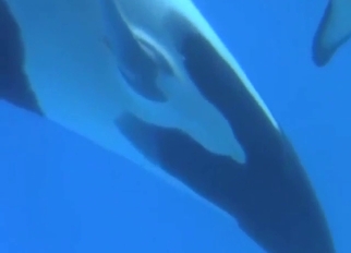 Orca fucking with plenty of scenic views