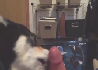 Corgi BJ with plenty of licking and hot orgasms