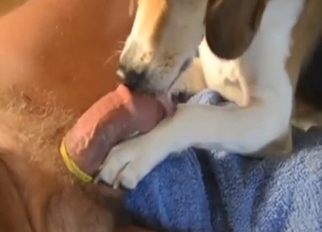 Dog enjoys a nice lick with lots of hot moans