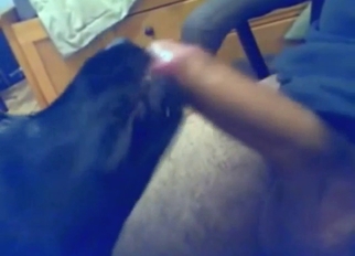 Zoophile dick is getting licked by a doggo