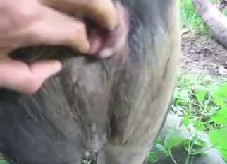 Bestiality porn shows sow pussy getting fingered