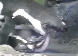 Bestiality sex with penguins is pretty rare