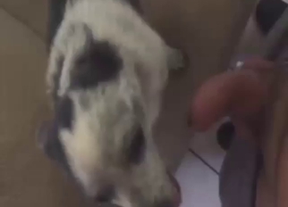 Zoophile porn with first-time fuckery, orgasms