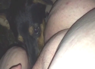 Bestiality porn shows a dog licking that vag