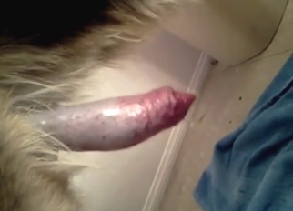 Zoo porn with a nice penis showcased too