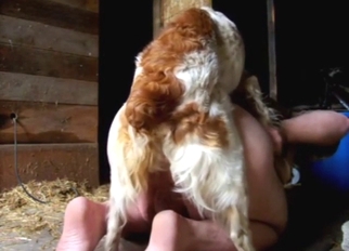 Bestiality porn with a sexy dog taking dick