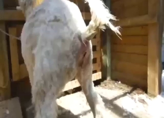 Alpaca piss porn movie with hot zoomed-in XXX