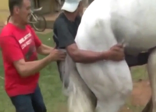 Stallion shows how to fuck a slutty mare deep
