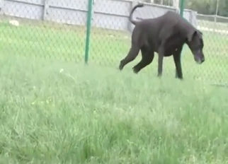 Dog showing off pissing skills in an outdoor vid