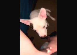 White dog is going to kiss on that wet pussy