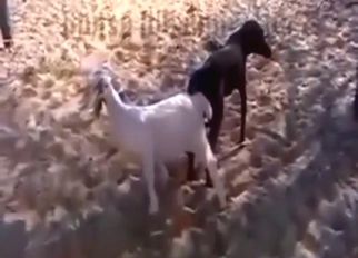 Black dog and white dog getting it on outside