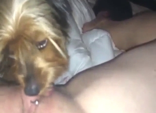 Yorkie is going to worship her pussy in POV