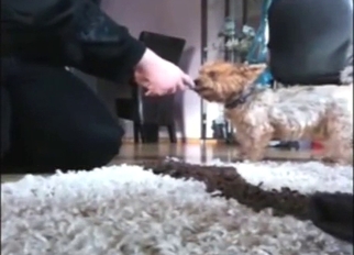 Yorkie fingering session with lots of hot moans
